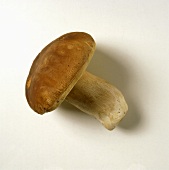 Single Cep Mushroom