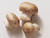 Three Fresh Button Mushrooms
