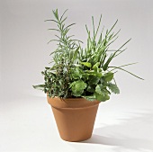 Pot with Herbs