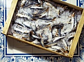 Kiste mit frischen Sardinen