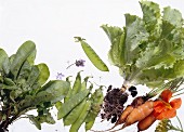 Vegetables; Lettuce & Herbs Still Life