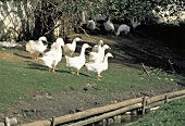 White Geese at the Brook