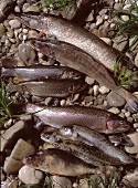 Assorted Freshwater Fish; Stream