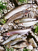 Frische Süßwasserfische
