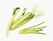 Fennel