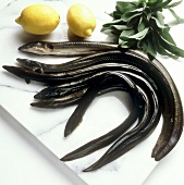 Fresh eels, with lemon and sage beside them
