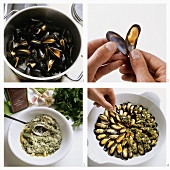 Making mussel gratin