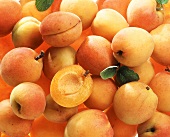 Several Freshly Picked Apricots