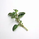 A Sprig of Oregano