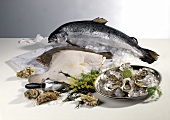 Salmon; Plaice & Oysters