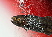 Living Trout Swimming in Water