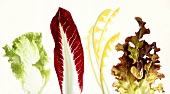 Various salad leaves