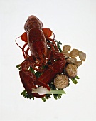 Lobster & Clam Still Life