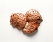 Veal Brain