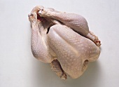 A Whole Fresh Baby Turkey; Uncooked