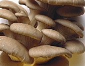 Oyster Mushrooms at Trunk