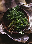 Fresh Coriander in Bowl