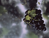 A Bunch of Purple Grapes; Leaves and Vine