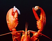 Boiled Lobster Holding a Chocolate in Claw