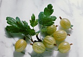 Several Gooseberries with Leaves
