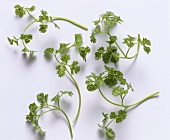 Chervil