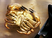 Common Edible Crab laying on it's Back