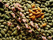 Green Almonds; Roasted Almonds; Almond Branch