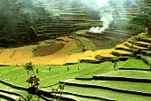 Rice terraces with field workers
