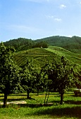 Damson orchard in Bühl, Baden