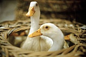 Three white ducks
