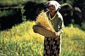 Woman Sorting Out Rice in a Field