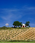 Weingut Vina Alta bei Pesquera de Duero, Valladolid, Spanien