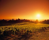 Abendsonne über Weinberg von Amity, Willamette, Oregon, USA