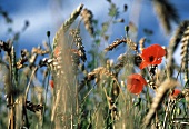 Wheat Field with Field Poppy