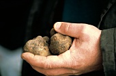 A Hand Holding White Truffle Mushrooms