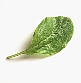 One Single Borage Leaf
