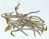 Fresh Soybean Sprouts