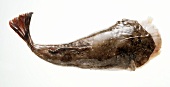 The Body of a Monkfish