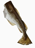 Body of a Cod Fish