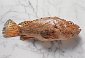 Scopion Fish