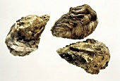 Drei geschlossene Austern