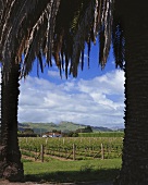 Palmen vor dem Weinberg Phoenix in Hawke's Bay, Neuseeland