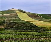 Weinberge bei Salemi in der DOC Marsala auf Sizilien, Italien