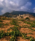 Reben unterhalb dem Dorf Albarca der DO Tarragona, Katalonien