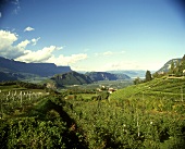 Weinberg bei Ora (Auer) südlich von Bolzen, Südtirol, Italien