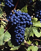 Syrah-Trauben (oder 'Shiraz') bringen herben, pfeffrigen Wein