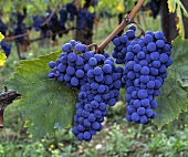 Sangiovese - rote Trauben aus Chianti