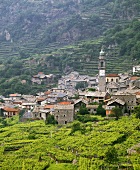 Nebbiolo-Weinberg bei Carema im Norden des Piemont, Italien