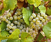 Reife Chardonnay-Trauben zwischen Weinblättern in Chablis