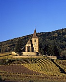 Grand-Cru-Weinlage Rosacker vor Kirche von Hunawihr im Elsass